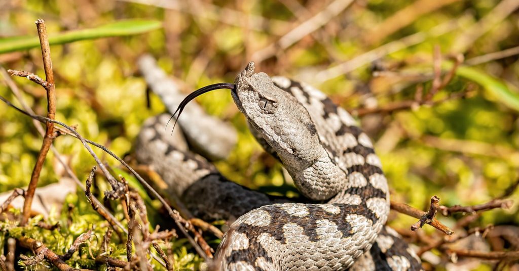 Vipera dal corno (Vipera ammodytes). Foto @ Maurizio Amendolia/Wikimedia Commons