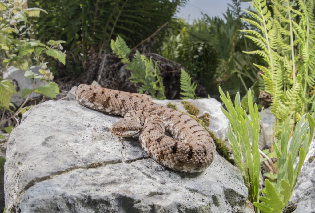 Vipera comune (Vipera aspis). Foto di Mattia Panzeri