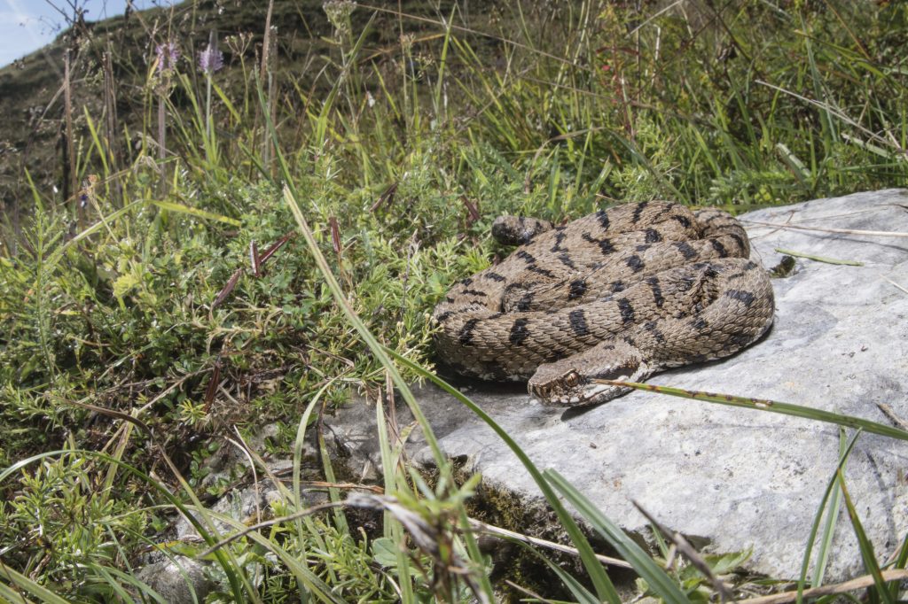 Vipera comune (Vipera aspis). Foto di Mattia Panzeri
