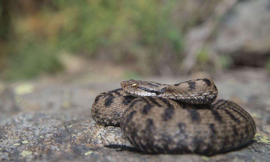 Vipera comune (Vipera aspis). Foto di Mattia Panzeri