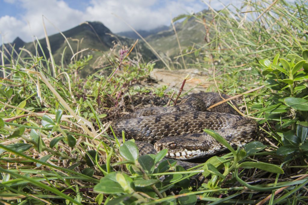Marasso (Vipera berus). Foto di Mattia Panzeri