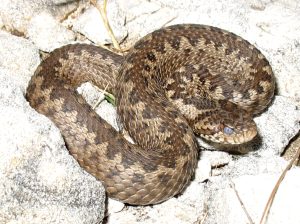 Vipera orsini (Vipera ursinii). Foto @ macrops/Wikimedia Commons