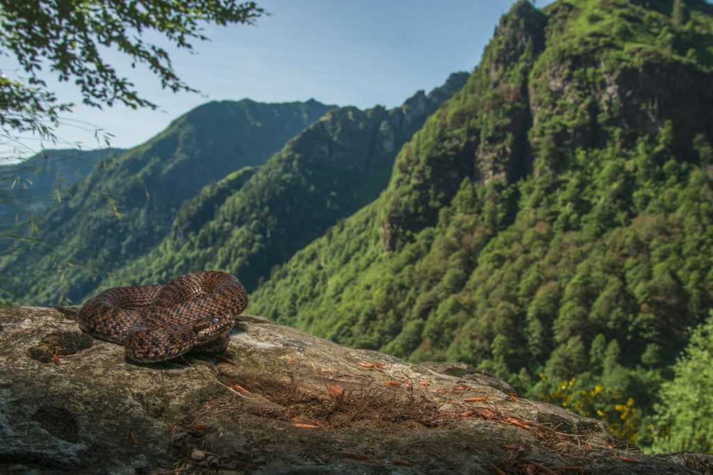 Vipera dei walser (Vipera walser). Foto di Mattia Panzeri