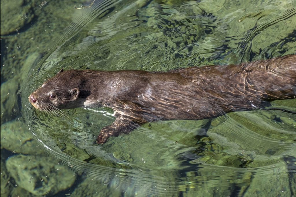 Lontra. Ph Enzo Massa Micon