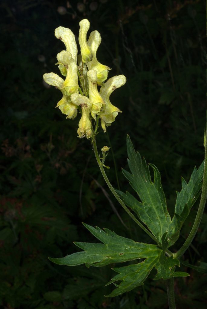 Aconitum lycoctonum, foto di Maurizio Broglio