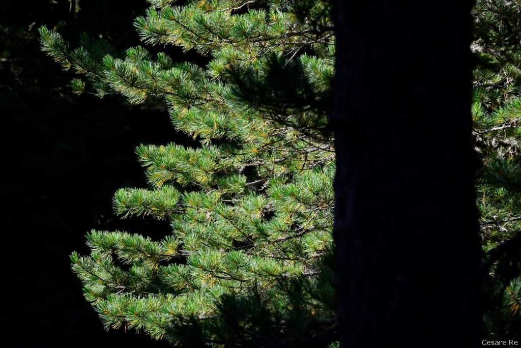 Aghi in controluce - Foto Cesare Re