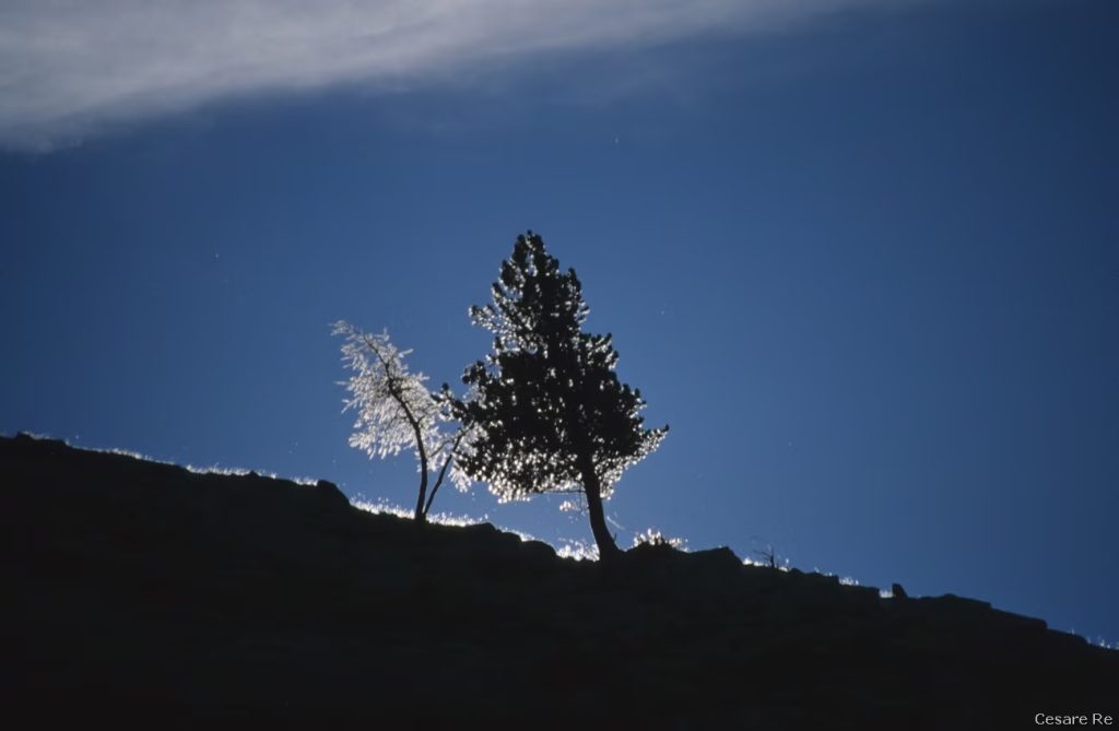 Larici sul crinale - Foto Cesare Re