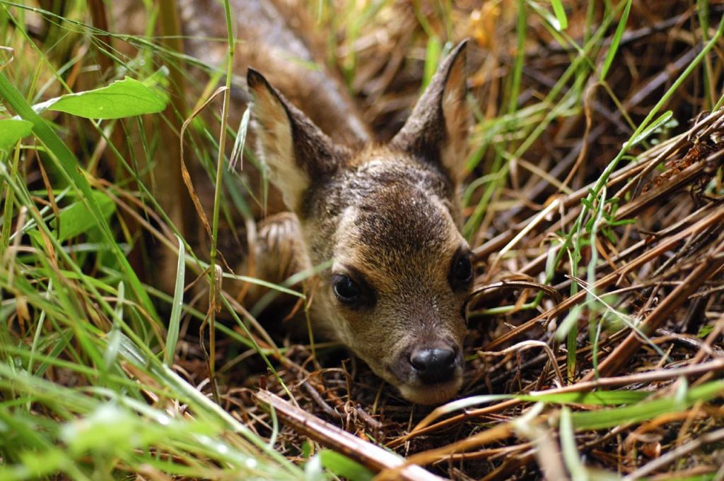 Cucciolo di cervo, foto di Graziano Capaccioli.