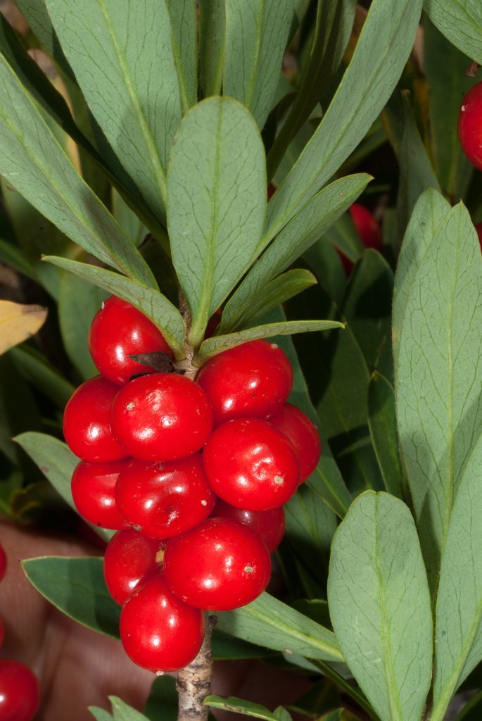 Daphne mezereum, foto di Maurizio Broglio