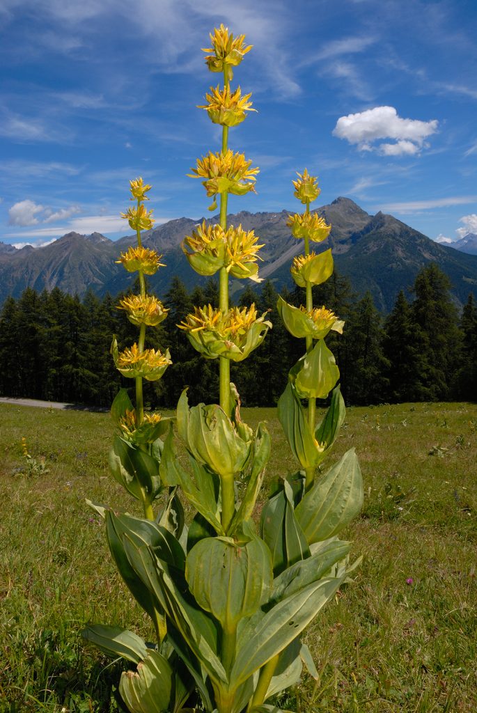 Gentiana lutea, foto di Maurizio Broglio