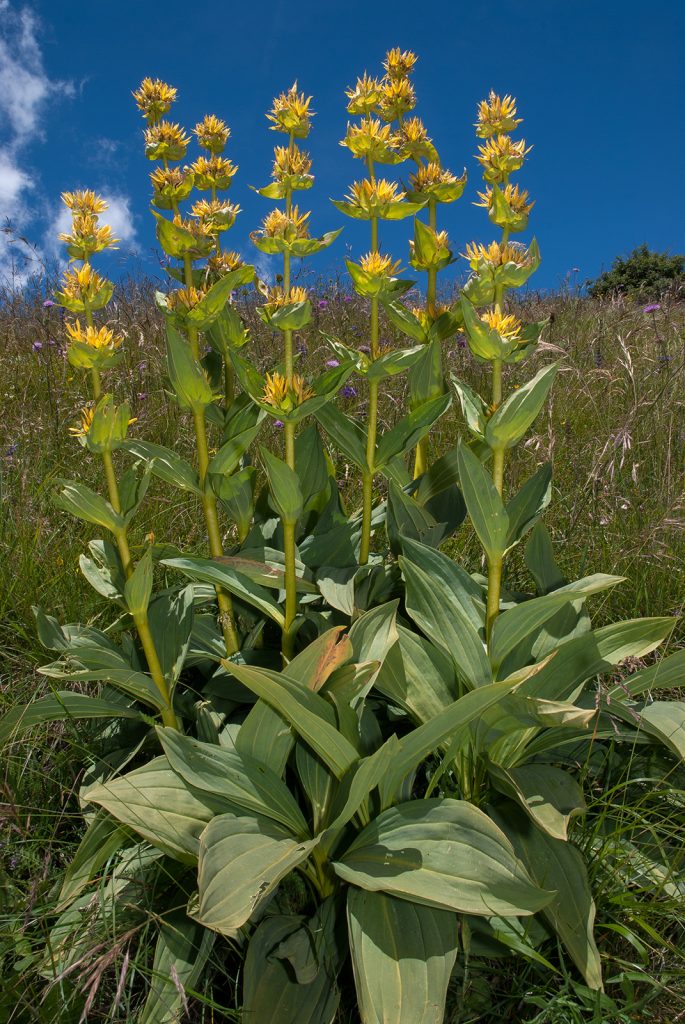 Gentiana lutea-02, foto di Maurizio Broglio