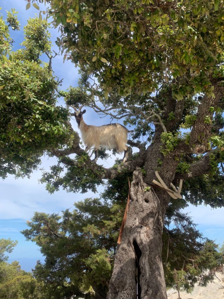 Una capra selvatica lungo il percorso credit Dreaming Supramonte