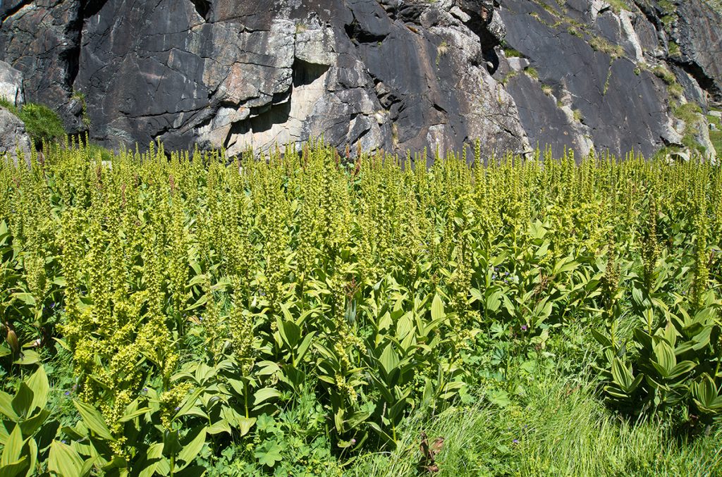 Veratrum album, foto di Maurizio Broglio