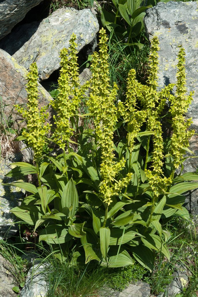 Veratrum album, foto di Maurizio Broglio