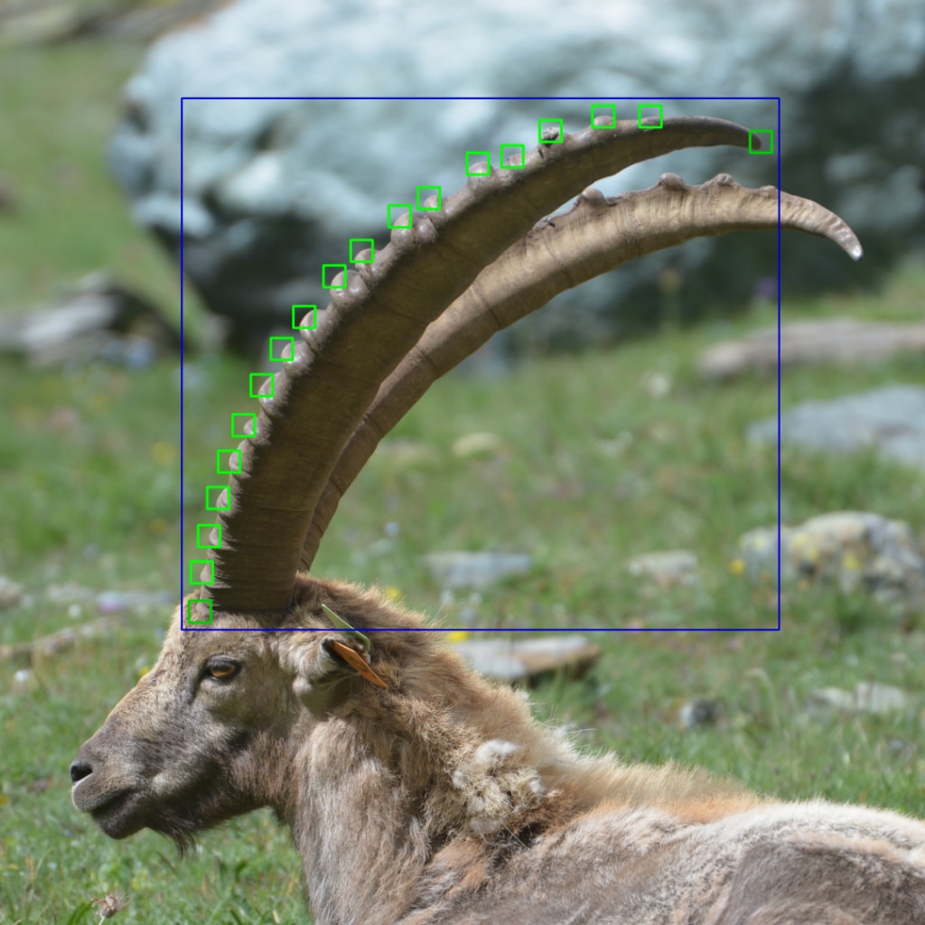 Stambecco monitorato tramite Intelligenza Artificiale, credits Alice Brambilla e Laurens Bohlen.