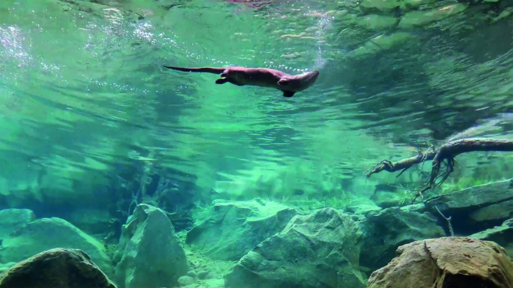 lontra PH Caterina Ferrari