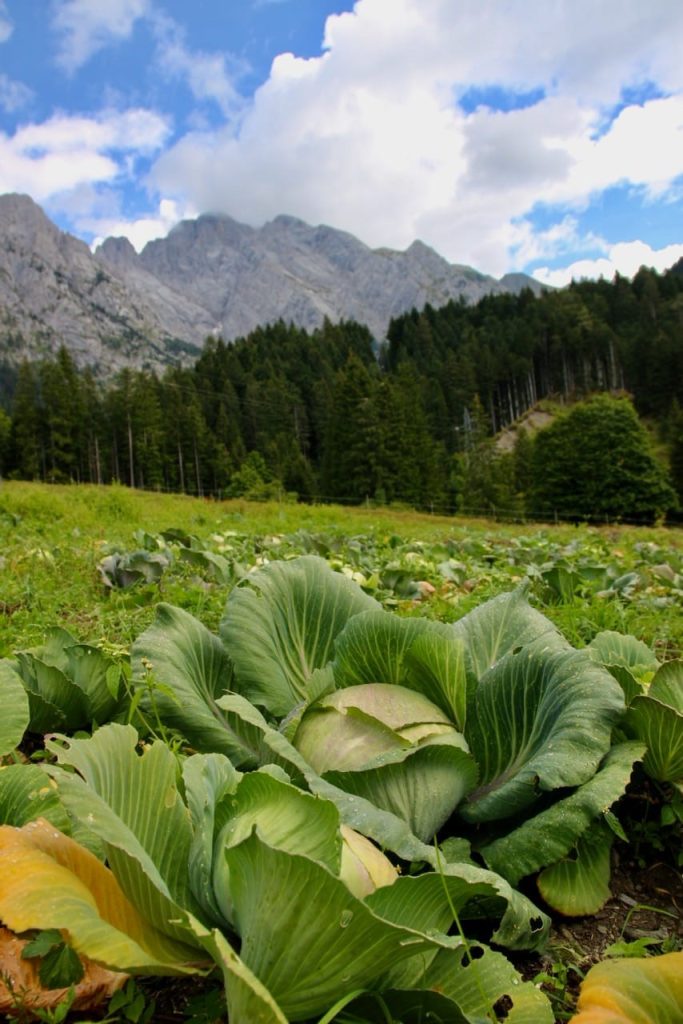 @ Cooperativa di Collina