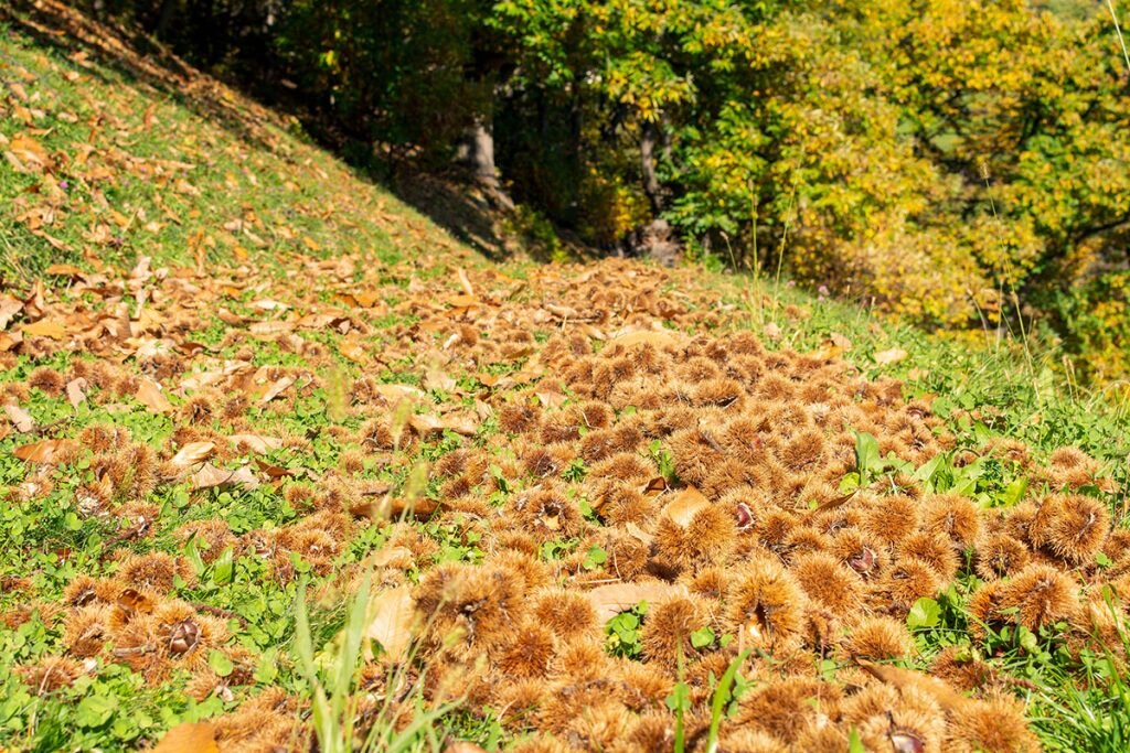 @TG-Klausen_Rene-Gruber