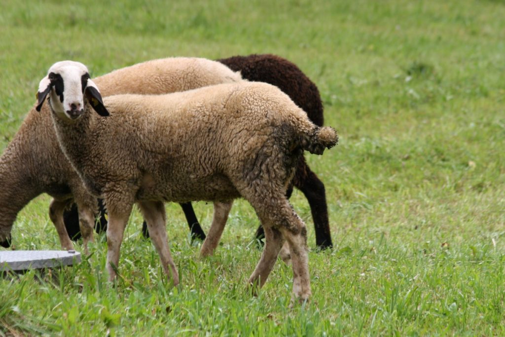 Pecore con gli occhiali @Adobe Stock