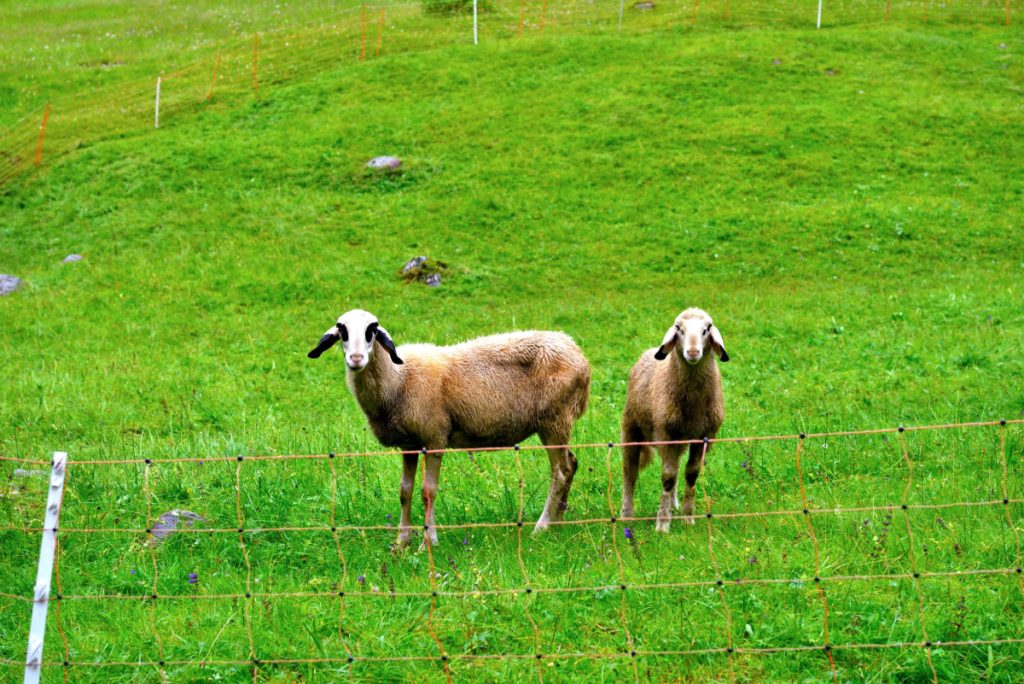 The sheep with the glasses of the villnoss (funes)