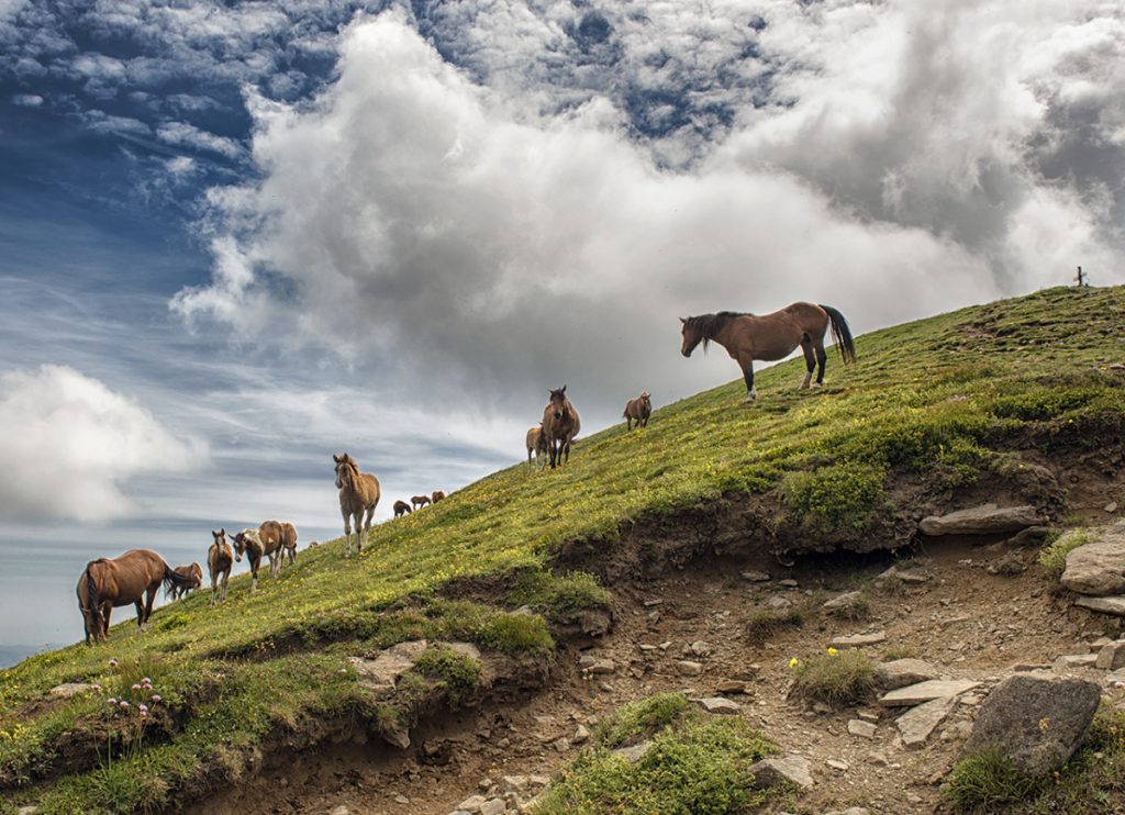 Cavalli allo stato brado sotto la vetta del Monte Cusna PH Roberto Carnevali