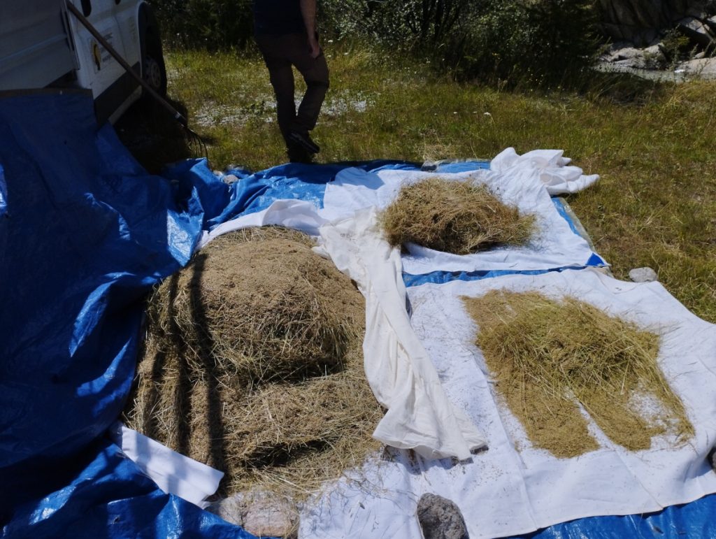 Fiorume messo a seccare @PNGP