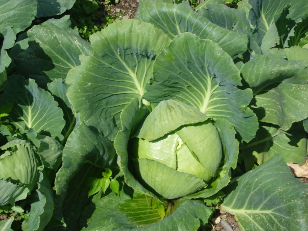 Il Ciaput @ Cooperativa di Collina