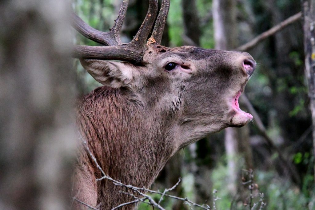 Il bramito di un cervo nei pressi del Lago di Barrea credit Stefano Ardito