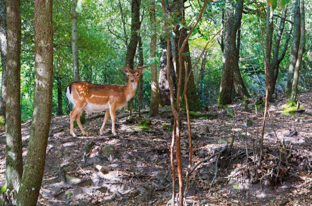 credit S.Amatini Atlantide