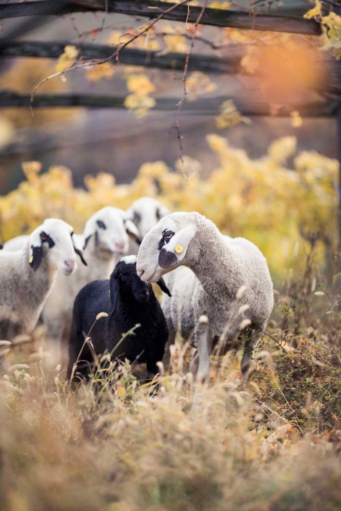 Pecora con gli occhiali @Florian Andergassen IDM Alto Adige