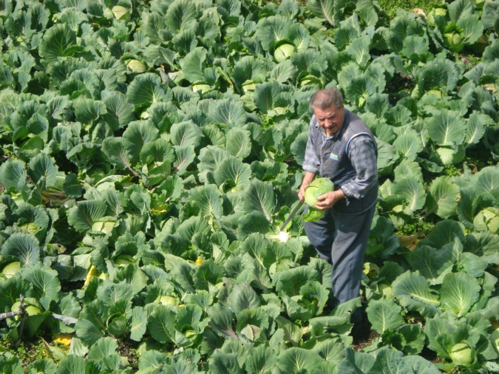 Sul campo @Cooperativa di Collina