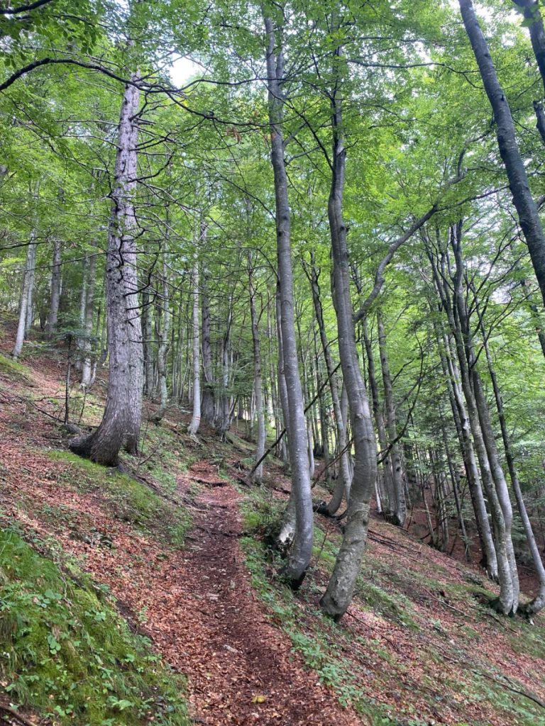 Tra i faggi credit Melania Lunazzi