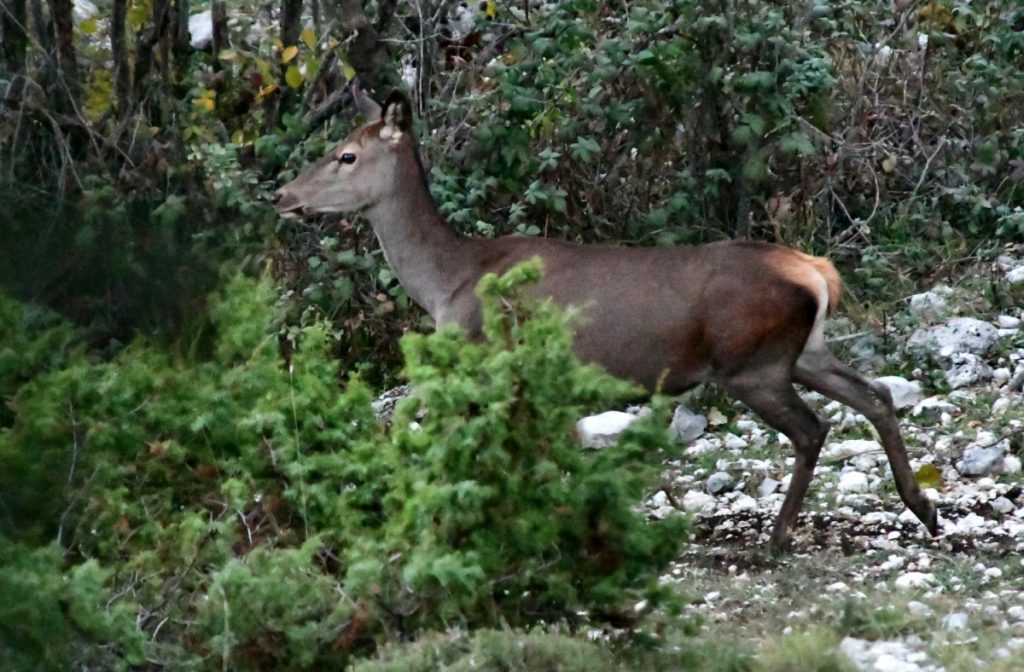 Una femmina nei valloni del Velino credit di Stefano Ardito