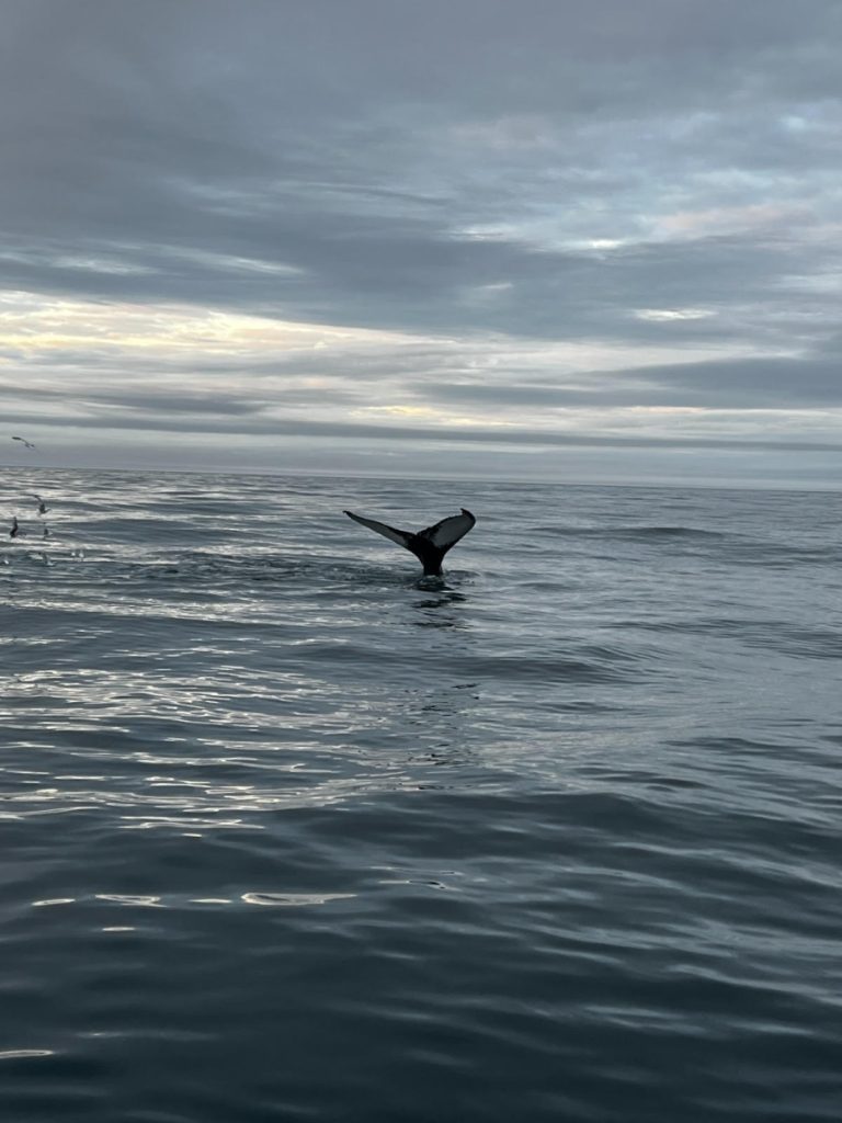 A tu per tu con le balene per arrivare sull'isola