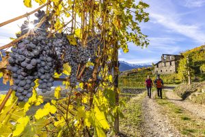 Bianzone Cammino Mariano Vigneti Autunno