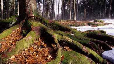 Autunno credit Cesare Re