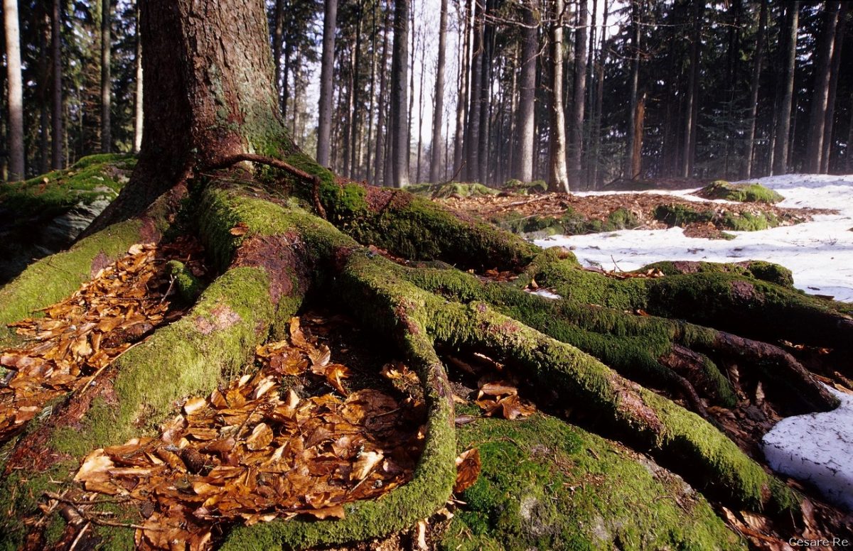 Fotografare l’autunno. I colori e i particolari del bosco