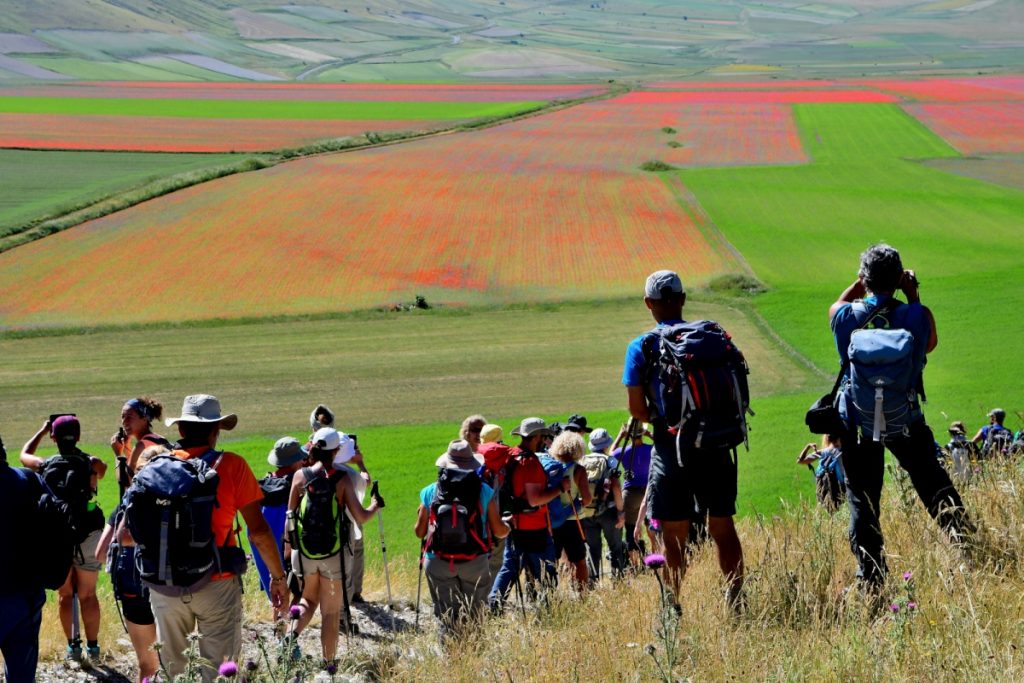 Fioriture sul Pian Grande di Castelluccio, foto Stefano Ardito