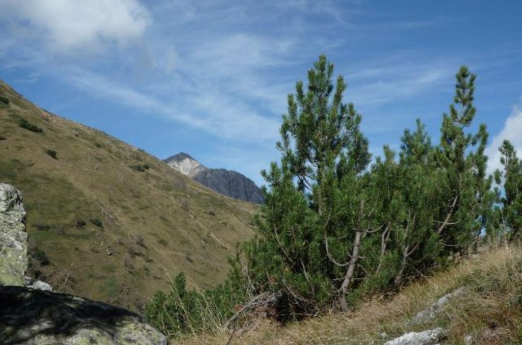 Mughi nel Vallone degli Alberghi. Foto Lorenzo Volpe