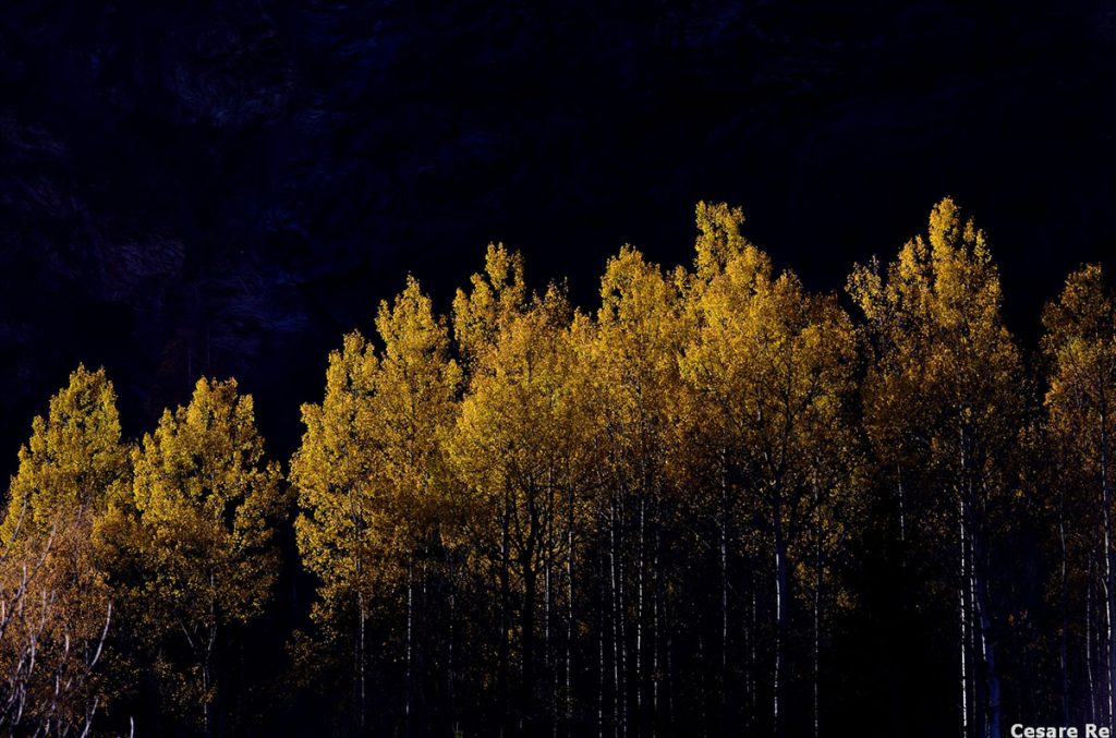 Il bosco nella zona di partenza Foto Cesare Re