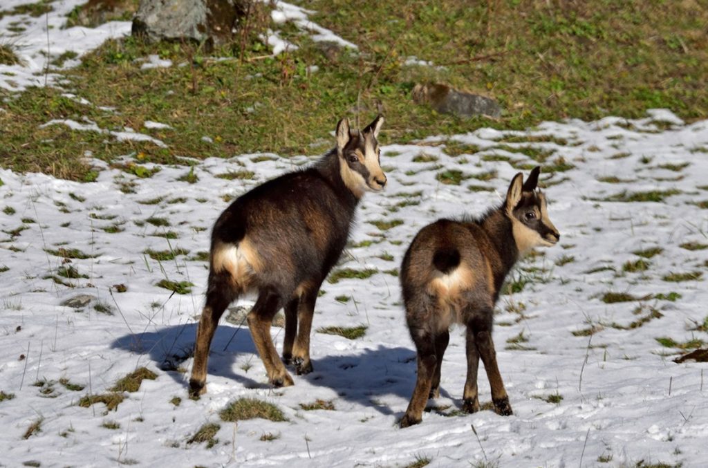 Incontri sul sentiero Foto Cesare Re