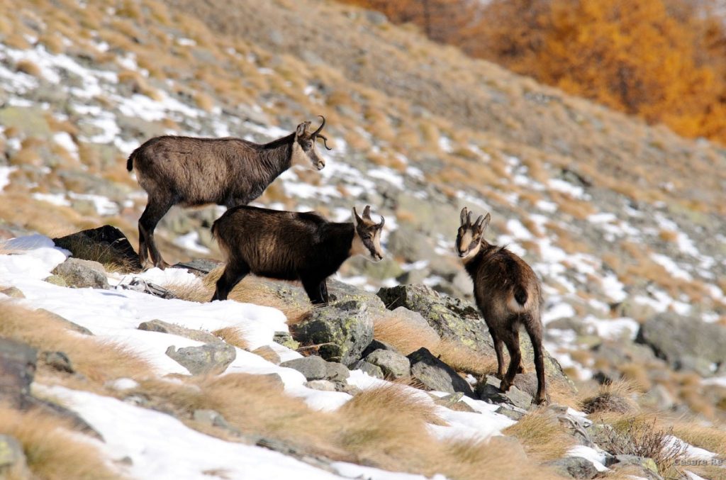 Camosci nei pressi del Rifugio Sella @Cesare Re