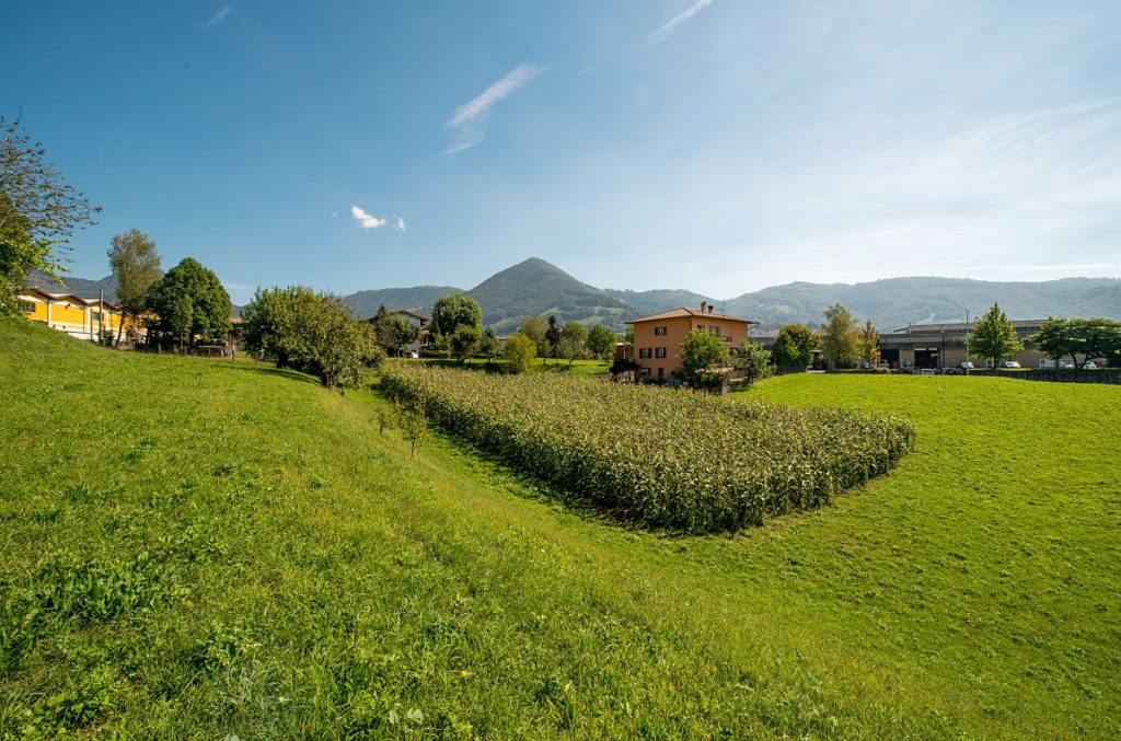 La coltivazione è limitata a piccoli appezzamenti