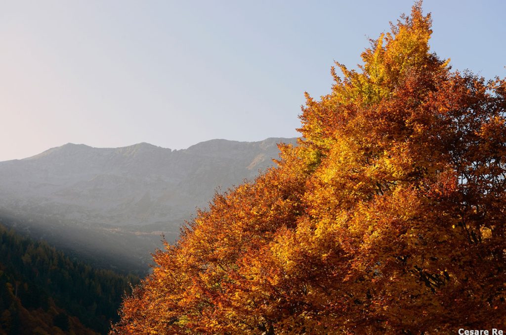 Faggi lungo il sentiero Cesare Re