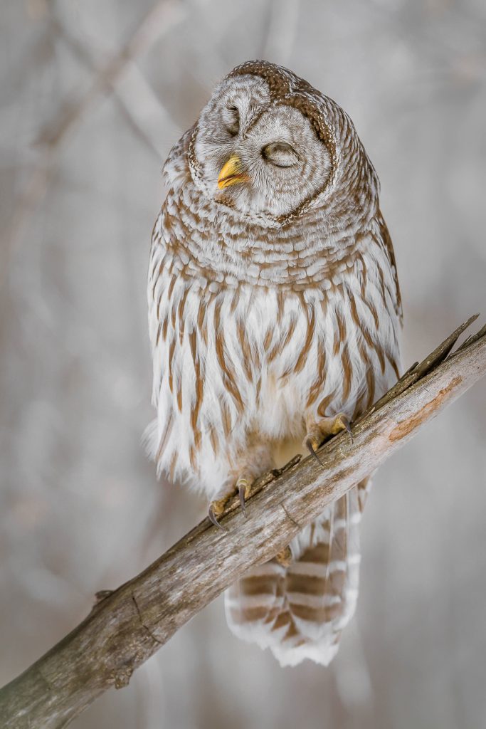 Una delle immagini di Fabien Midali @Chamonix Photo Festival