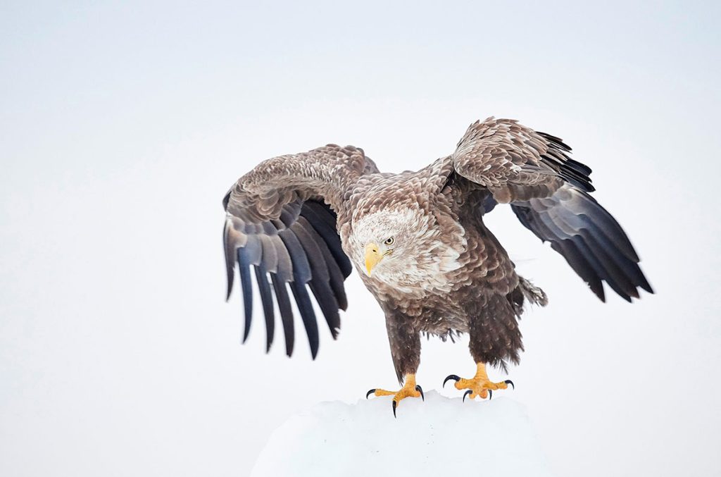 Philippe Ricordel @Chamonix Photo Festival