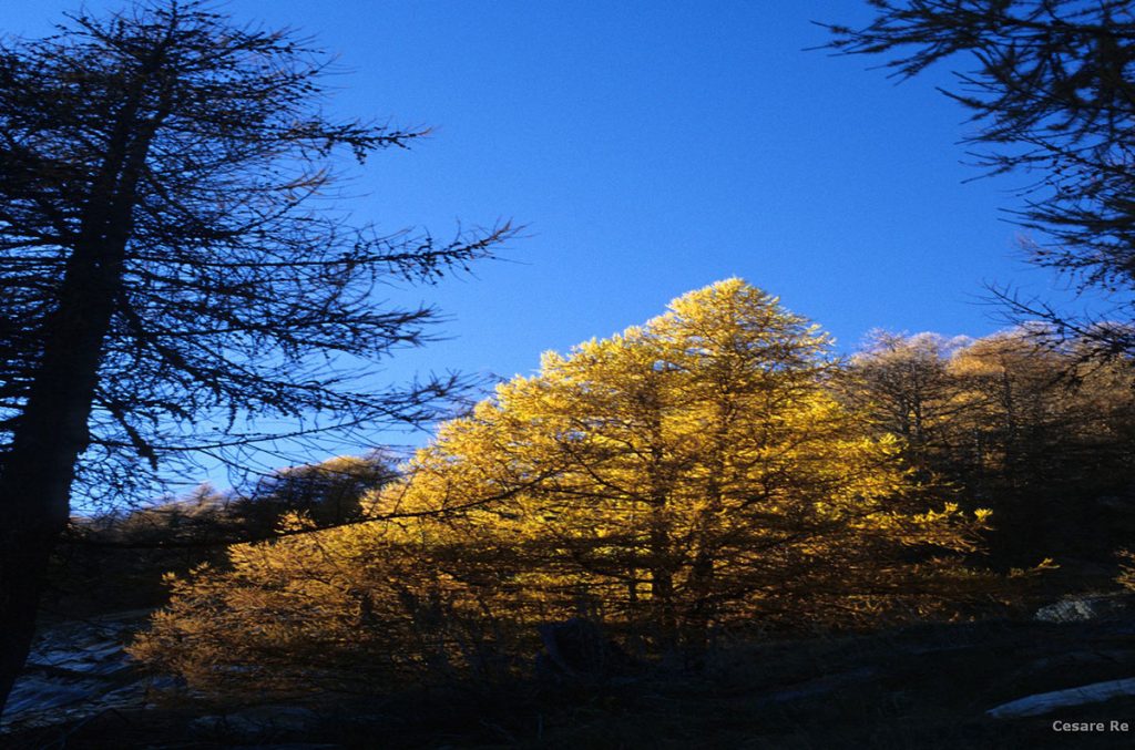 Larice tra luce e ombra @Cesare Re