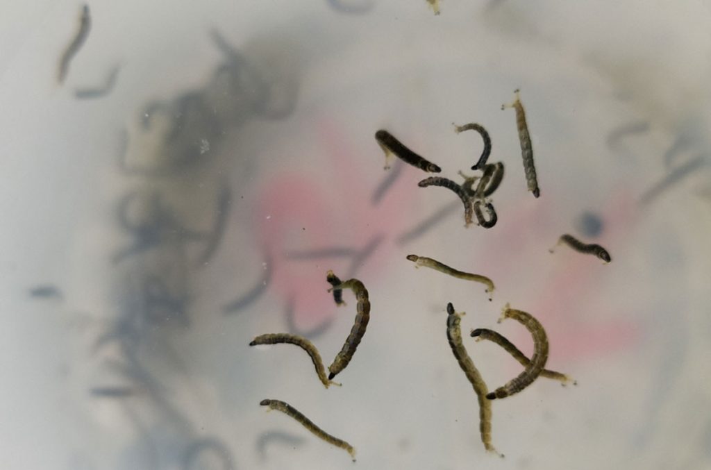 Larve di Diamesa zernyi, foto MUSE