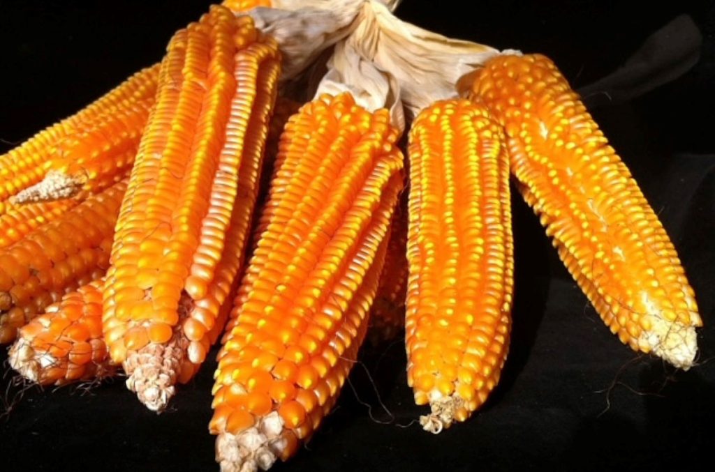 Il Mais Spinato di Gandino