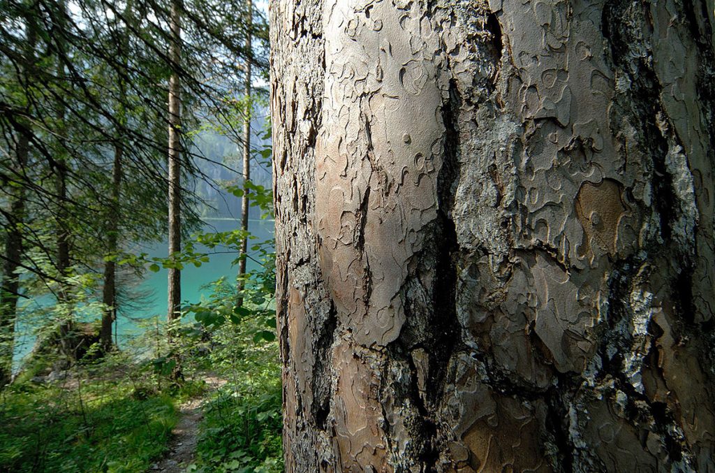 Nel bosco, sulle rive del lago - @Cesare Re